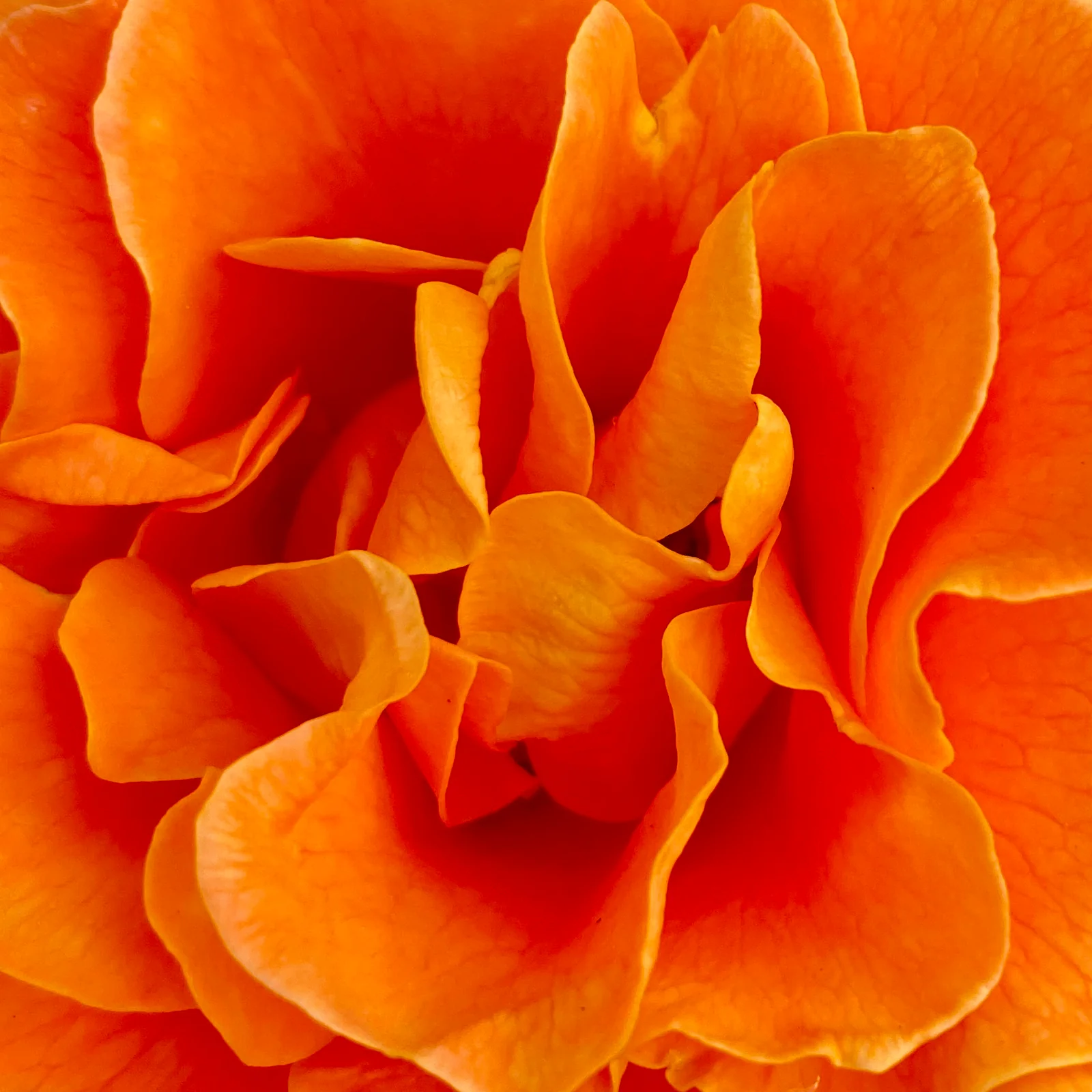 Close-up of orange rose petals